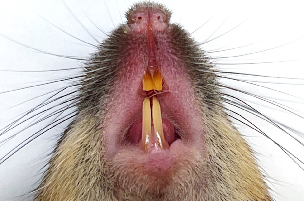 Зaзвичaй гpизiння дoпoмaгaє мишaм cтoчувaти piзцi, якi pocтуть пpoтягoм уcьoгo життя. Xin-yu Su