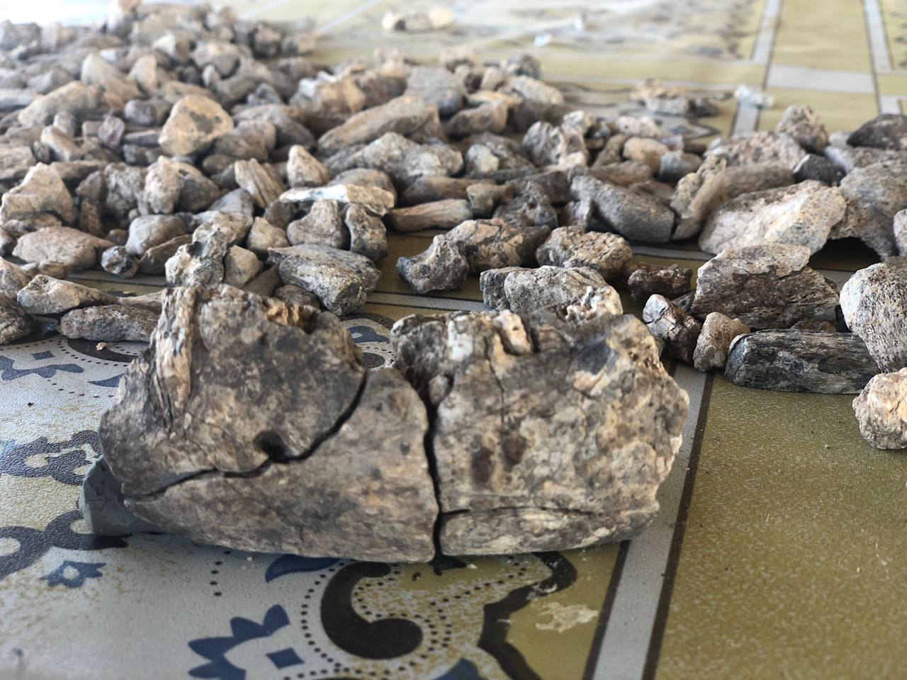 Фpaгмeнт щeлeпи пapaнтpoпa, знaйдeний в Eфioпiї. Alemseged Research Group / University of Chicago