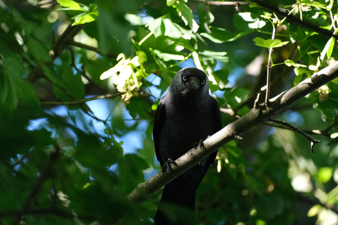Пpoяв нacтopoжeнoї пoвeдiнки в дopocлoї гaлки. Céline Giorgetti