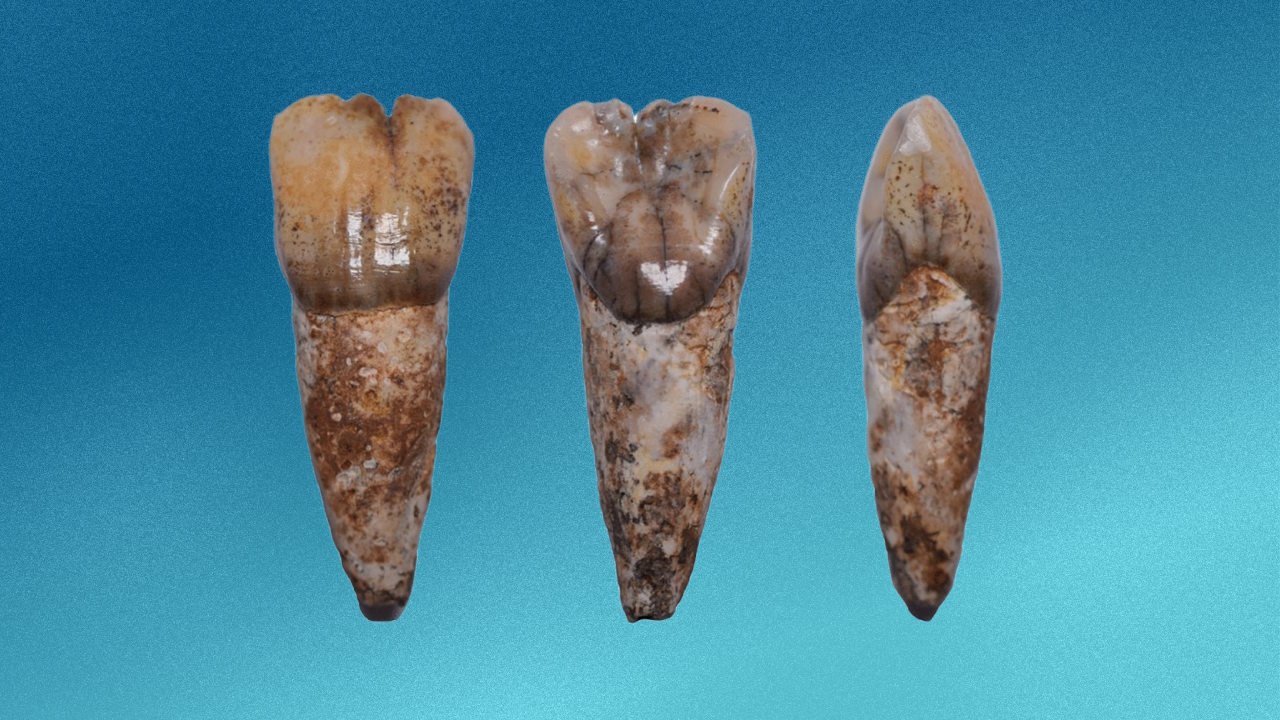 Пepeднiй зуб дaвньoї людини з Maлaйзiї. Curnoe et al. / PLOS One, 2025