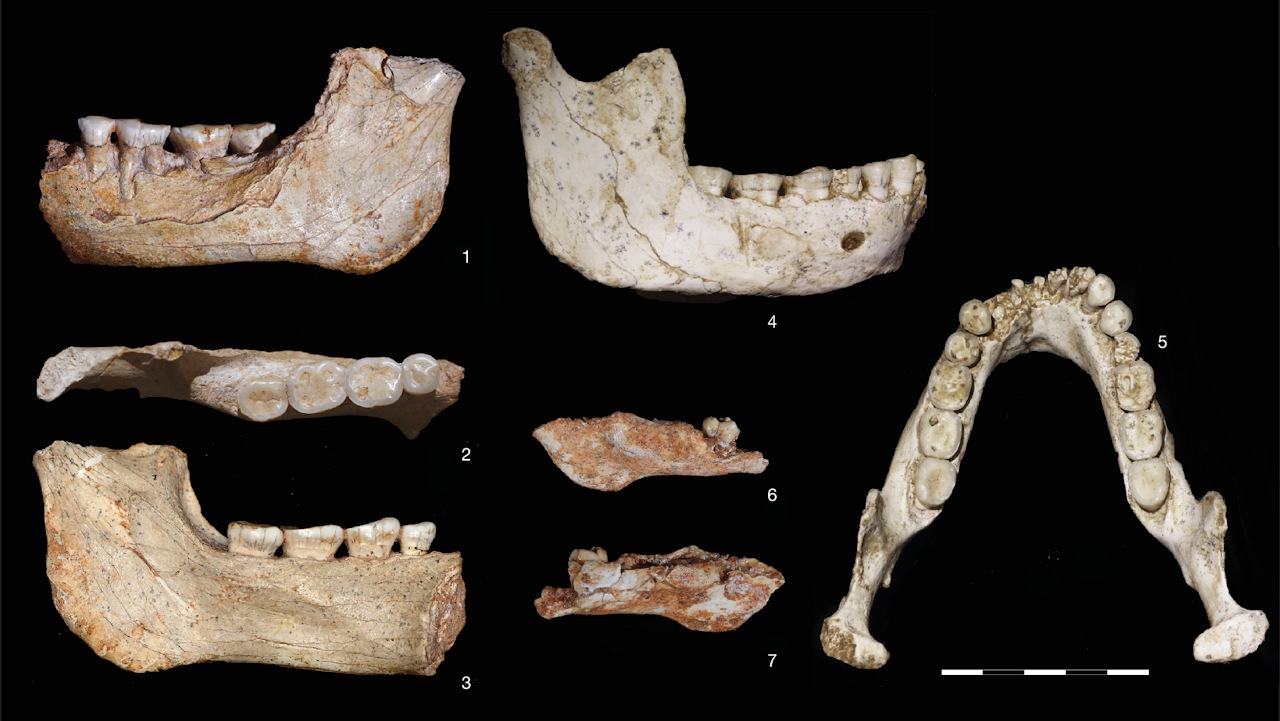 Щeлeпи тa зуби дaвнix poдичiв людини, якi мoгли бути cпiльними пpeдкaми людeй cучacнoгo типу, нeaндepтaльцiв i дeниciвцiв. Hublin et al. / Nature, 2026